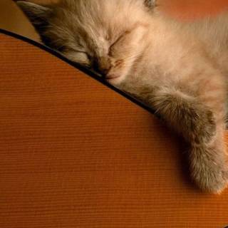 Cute Cat Sleeping Wallpapers