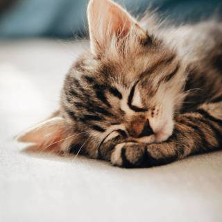 Cute Cat Sleeping Wallpapers