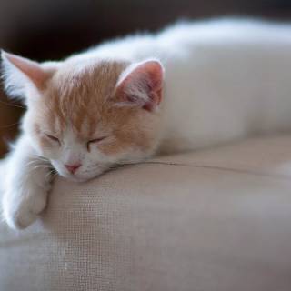 Cute Cat Sleeping Wallpapers