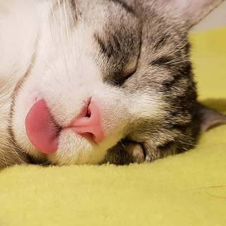 Cute Cat Sleeping Wallpapers