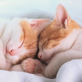 Cute Cat Sleeping Wallpapers