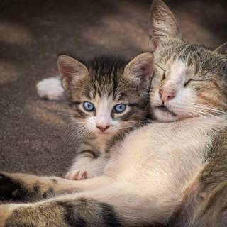 Cute Cat Sleeping Wallpapers