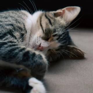 Cute Cat Sleeping Wallpapers