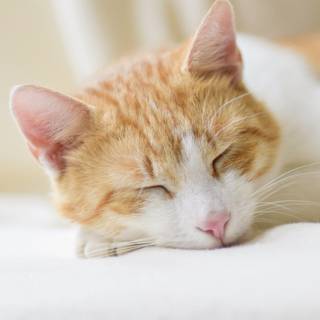 Cute Cat Sleeping Wallpapers