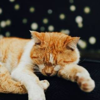 Cute Cat Sleeping Wallpapers