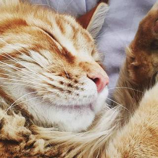 Cute Cat Sleeping Wallpapers