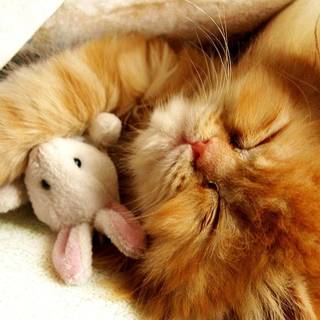 Cute Cat Sleeping Wallpapers