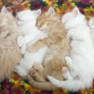 Cute Cat Sleeping Wallpapers