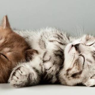 Cute Cat Sleeping Wallpapers