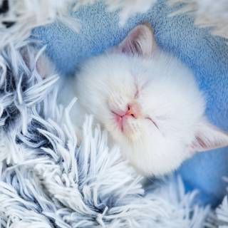 Cute Cat Sleeping Wallpapers