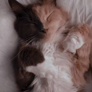 Cute Cat Sleeping Wallpapers