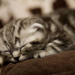 Cute Cat Sleeping Wallpapers