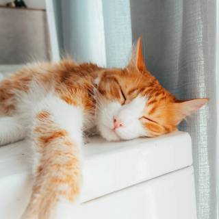 Cute Cat Sleeping Wallpapers