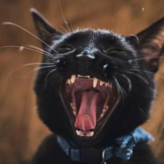 Screaming Cat Wallpapers