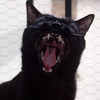 Screaming Cat Wallpapers