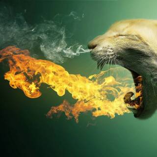 Screaming Cat Wallpapers