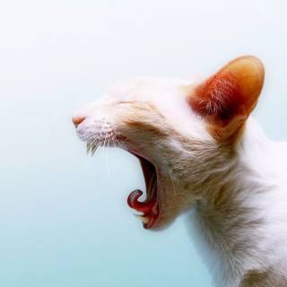 Screaming Cat Wallpapers