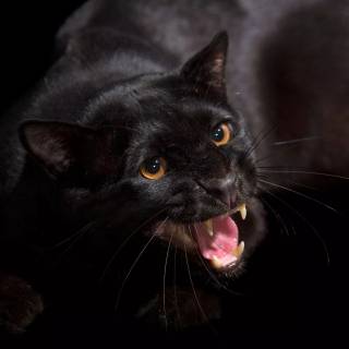Screaming Cat Wallpapers