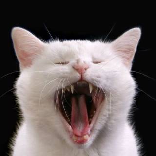 Screaming Cat Wallpapers