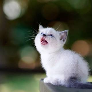 Screaming Cat Wallpapers