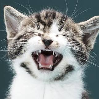 Screaming Cat Wallpapers