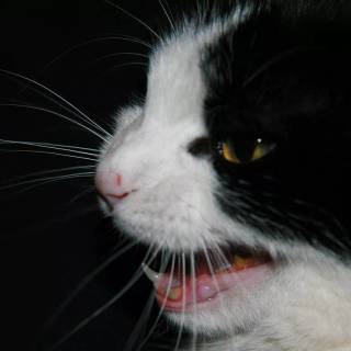 Screaming Cat Wallpapers