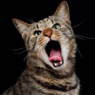 Screaming Cat Wallpapers