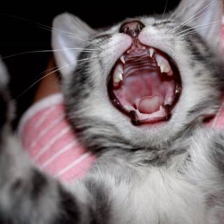 Screaming Cat Wallpapers