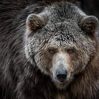 Scary Bears Wallpapers