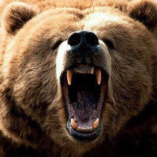 Scary Bears Wallpapers