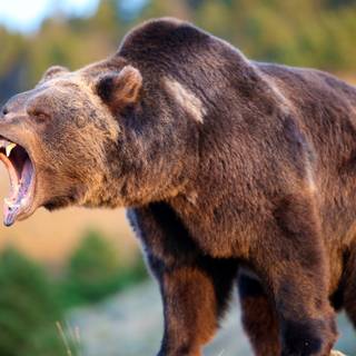 Scary Bears Wallpapers