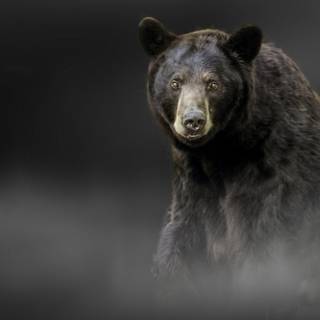 Scary Bears Wallpapers