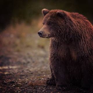 Scary Bears Wallpapers