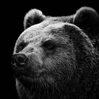 Scary Bears Wallpapers