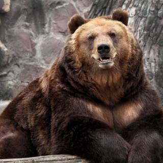 Scary Bears Wallpapers