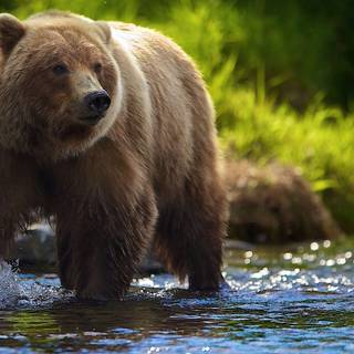 Scary Bears Wallpapers