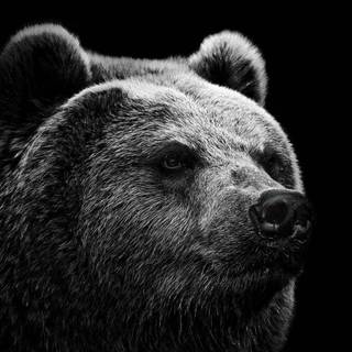 Scary Bears Wallpapers