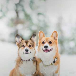 Corgis in the snow