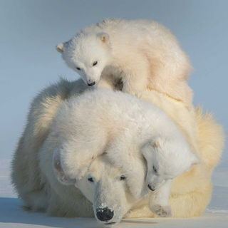 Polar Bears