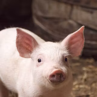 Pig