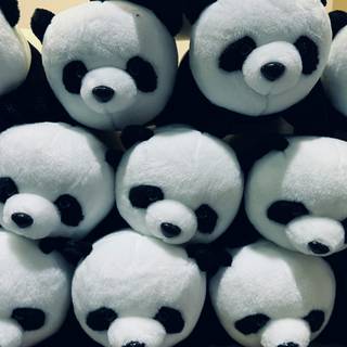cute pandas