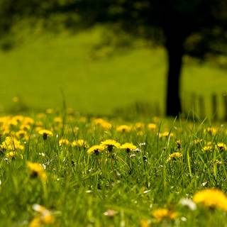 Iarba verde si papadiile