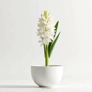 White Hyacinth