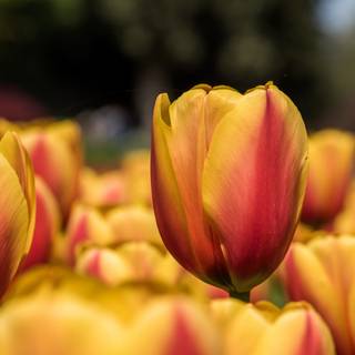 Yellow Tulips