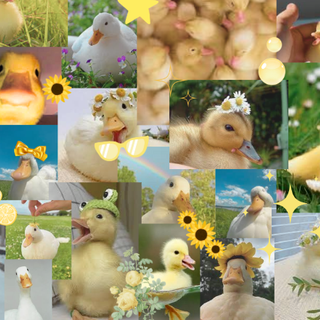 -+duck background made by me+-