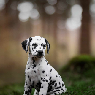 Dalmatian Puppy