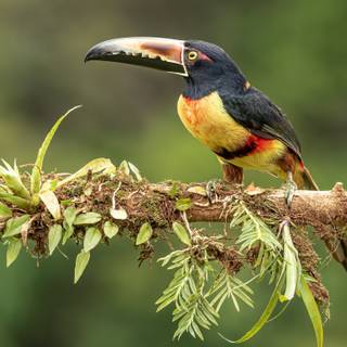 Pteroglossus torquatus