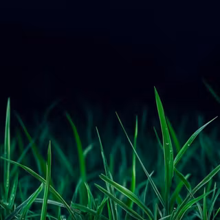 Grass