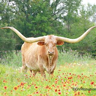 Longhorn Cows