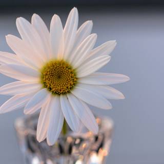 Mușețel într-o vază